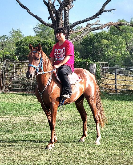 ARABIAN HORSES FOR SALE, SAN ANTONIO TEXAS AREA